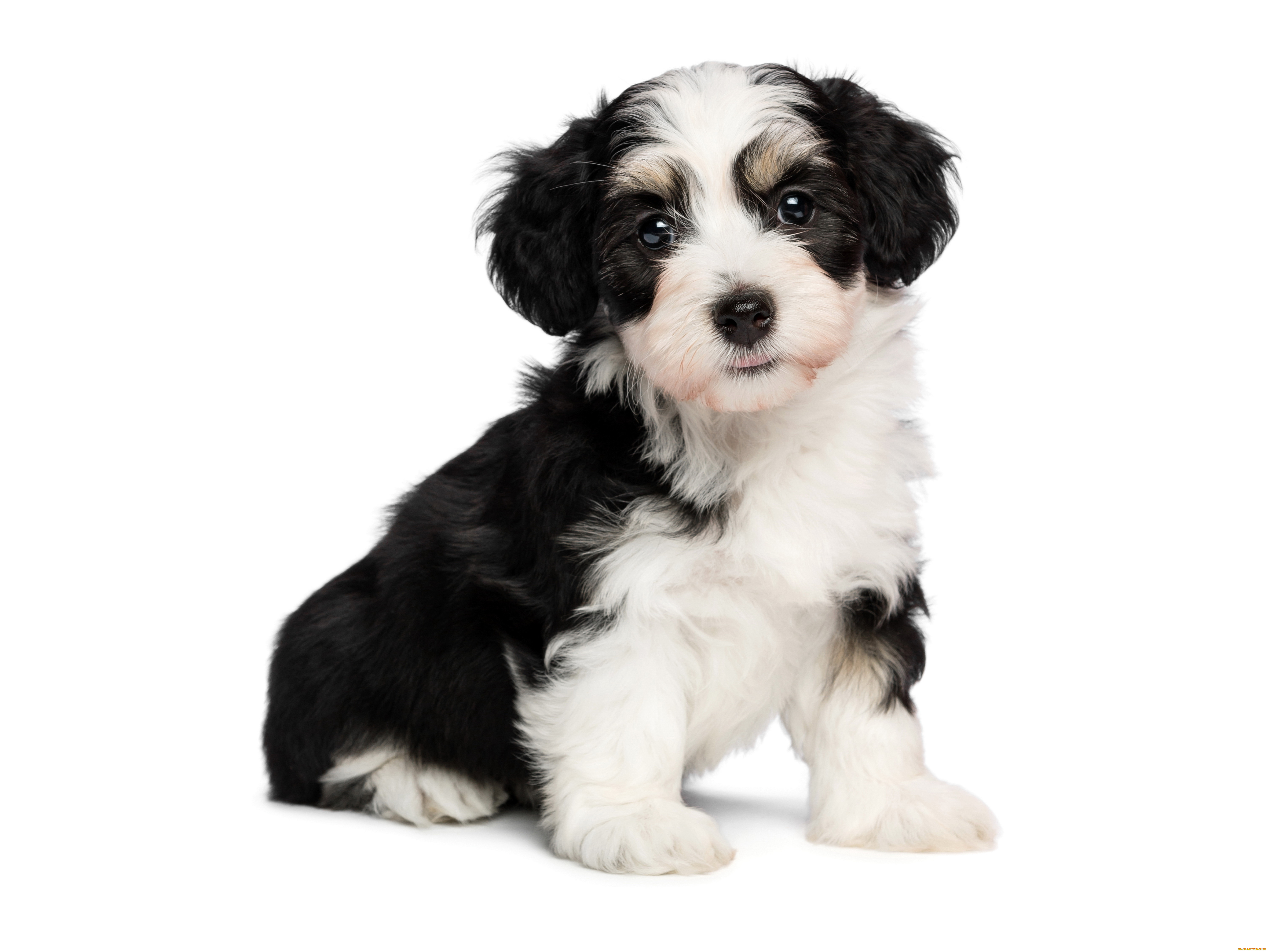 , , , , tricolor, havanese